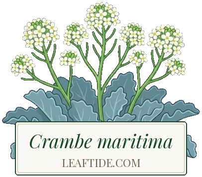 Crambe maritima