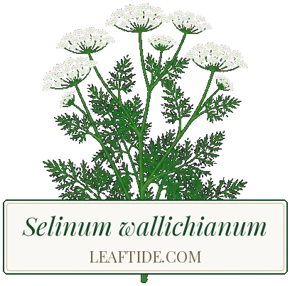 Selinum wallichianum