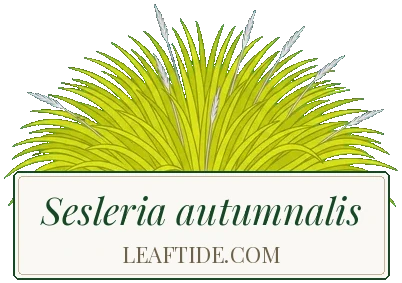 Sesleria autumnalis