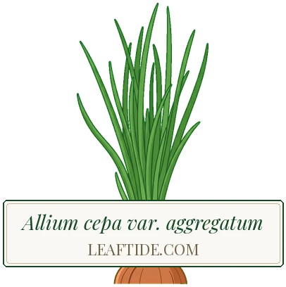 Allium cepa var. aggregatum