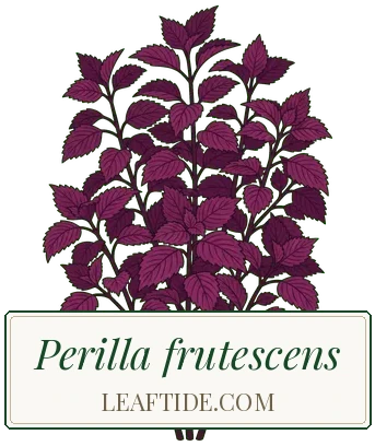 Perilla frutescens