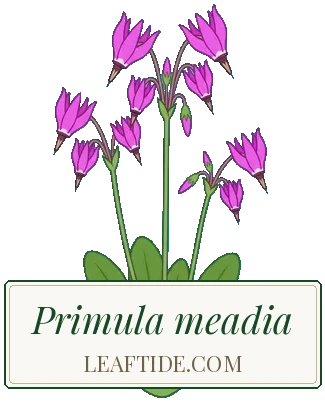 Primula meadia