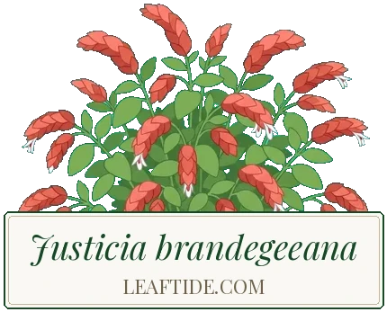 Justicia brandegeeana
