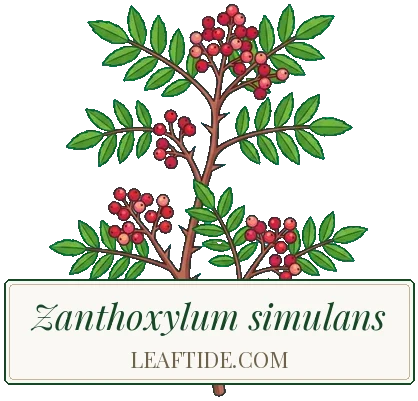 Zanthoxylum simulans