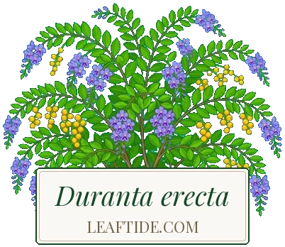 Duranta erecta