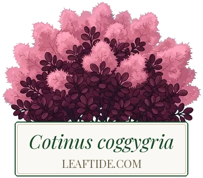 Cotinus coggygria