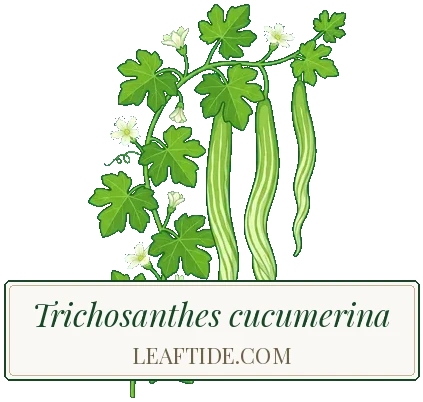 Trichosanthes cucumerina
