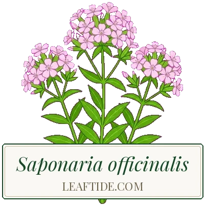 Saponaria officinalis