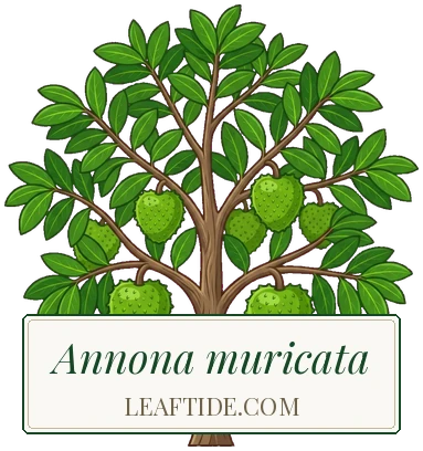 Annona muricata