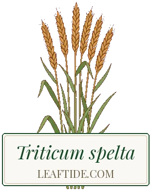 Triticum spelta