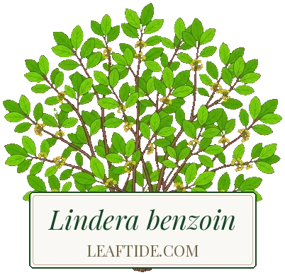 Lindera benzoin