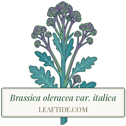Brassica oleracea var. italica