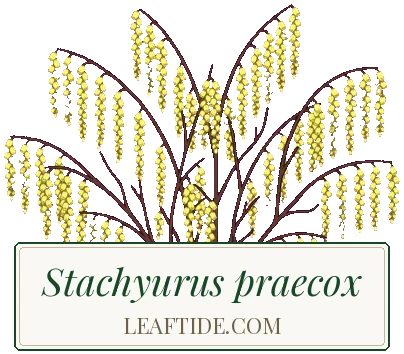 Stachyurus praecox
