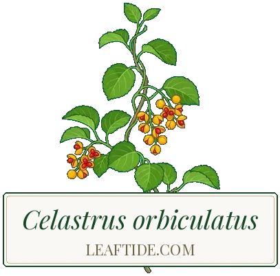 Celastrus orbiculatus