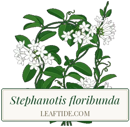 Stephanotis floribunda