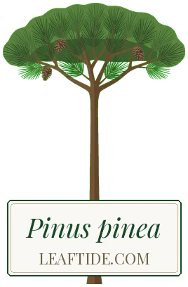 Pinus pinea