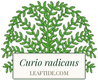 Curio radicans