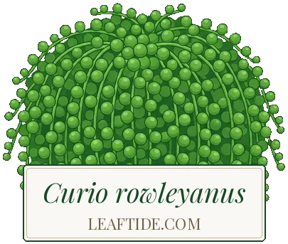 Curio rowleyanus