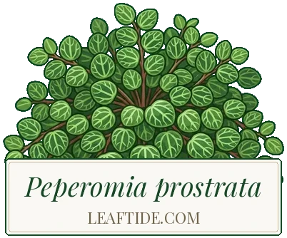 Peperomia prostrata