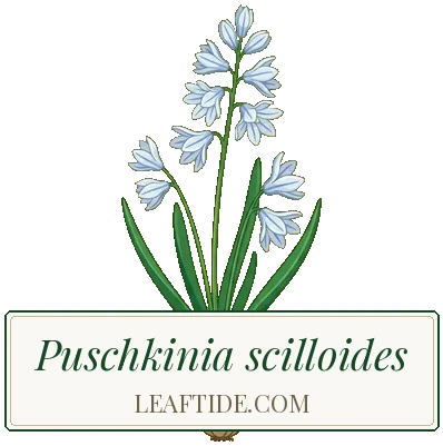 Puschkinia scilloides