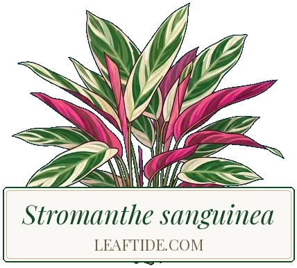 Stromanthe sanguinea
