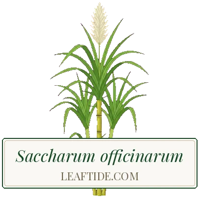 Saccharum officinarum