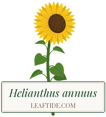 Helianthus annuus
