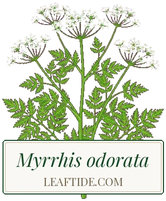 Myrrhis odorata