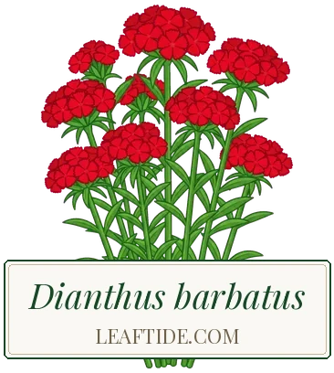 Dianthus barbatus