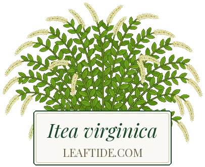 Itea virginica