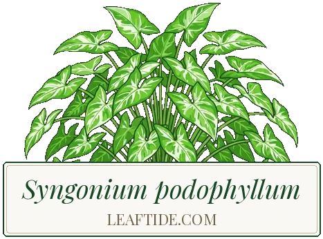 Syngonium podophyllum