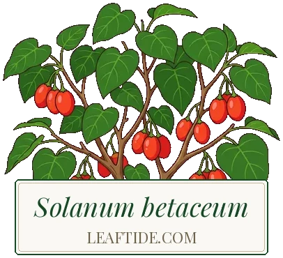 Solanum betaceum
