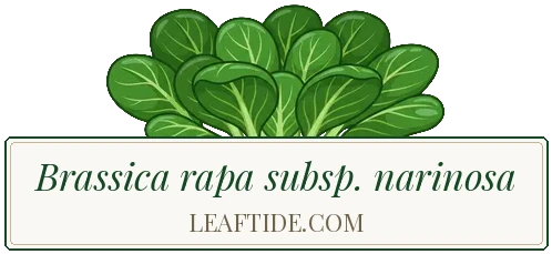 Brassica rapa subsp. narinosa