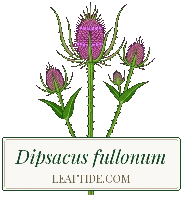 Dipsacus fullonum