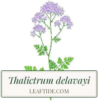 Thalictrum delavayi
