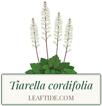 Tiarella cordifolia