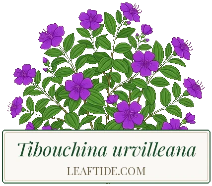 Tibouchina urvilleana