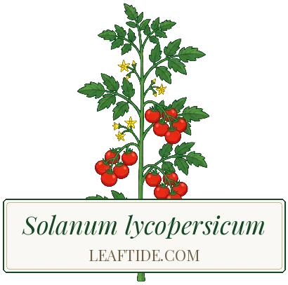 Solanum lycopersicum