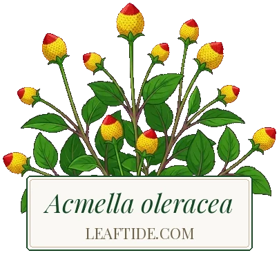 Acmella oleracea