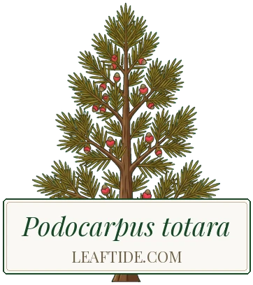 Podocarpus totara