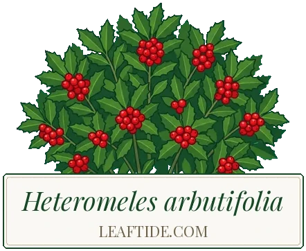 Heteromeles arbutifolia