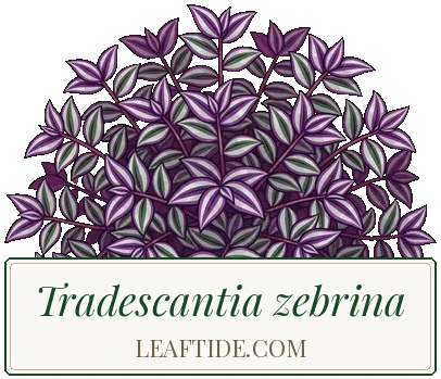 Tradescantia zebrina