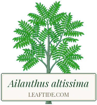 Ailanthus altissima