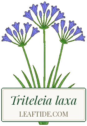 Triteleia laxa