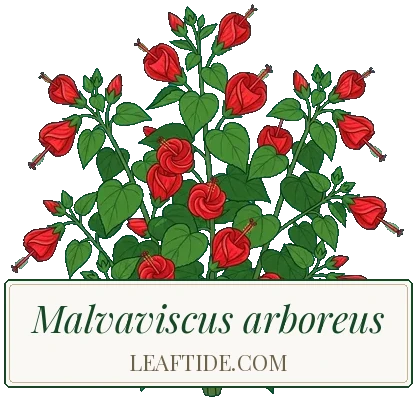 Malvaviscus arboreus