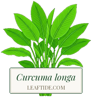 Curcuma longa