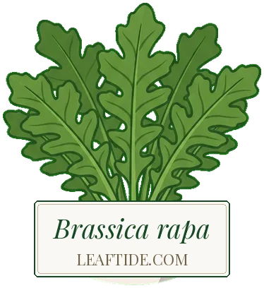 Brassica rapa