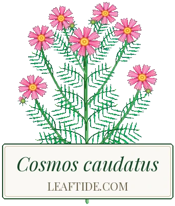 Cosmos caudatus
