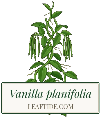 Vanilla planifolia