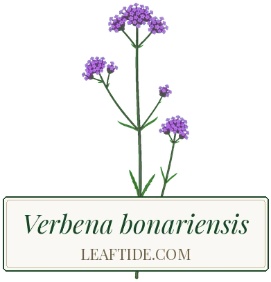 Verbena bonariensis